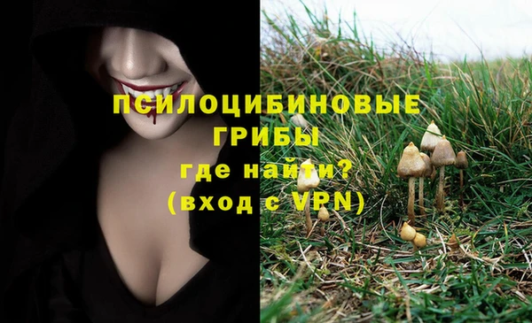 прущие грибы Армянск