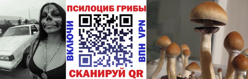 Купить где  Серафимович  Псилоцибиновые грибы MAGIC MUSHROOMS 